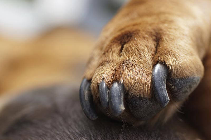 How to Sedate a Dog for Nail Clipping - Pet Radio Magazine