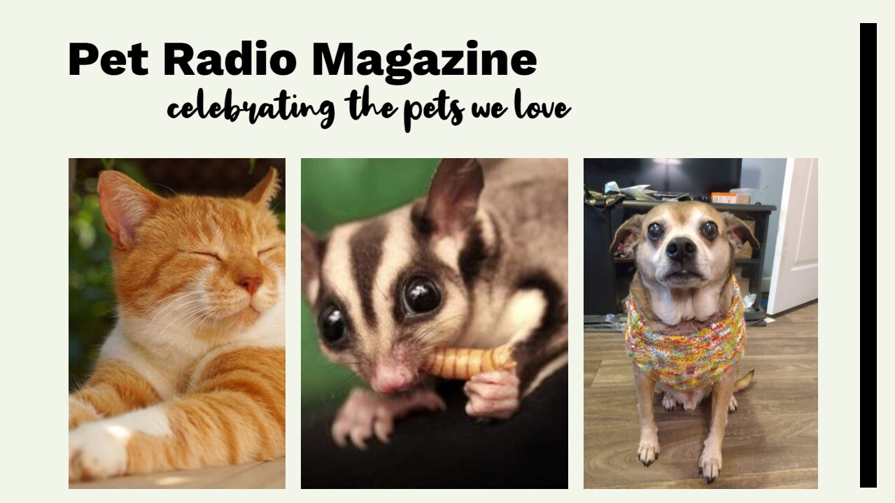 Pet Radio Magazine